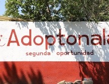 Ubicado dentro del Centro de Salud y Control Animal de Tonalá, este lugar forma parte de la estrategia del municipio para atender la sobrepoblación de perros y gatos en situación de calle. ESPECIAL/Ayuntamiento de Tonalá