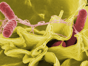 Los Centros para el Control y la Prevención de Enfermedades (CDC) estiman que cada año se reportan entre 150 y 200 infecciones por Vibrio vulnificus en Estados Unidos. CANVA