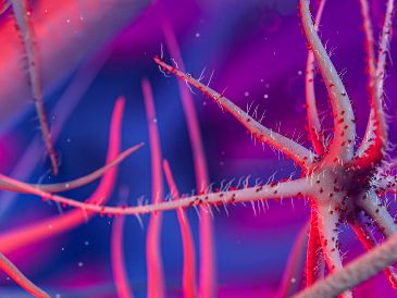 Aprende a identificar síntomas, las formas de contagio por agua salada o mariscos, y las medidas para protegerte en México. ESPECIAL/PEXELS