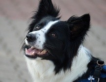 Conoce a las cinco razas de perros que destacan por su inteligencia, lealtad e instinto protector, ideales para resguardar tu hogar y familia. ESPECIAL/PEXELS