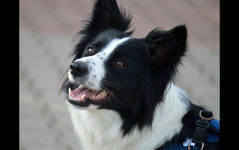 Conoce a las cinco razas de perros que destacan por su inteligencia, lealtad e instinto protector, ideales para resguardar tu hogar y familia. ESPECIAL/PEXELS