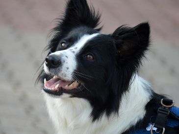 Conoce a las cinco razas de perros que destacan por su inteligencia, lealtad e instinto protector, ideales para resguardar tu hogar y familia. ESPECIAL/PEXELS