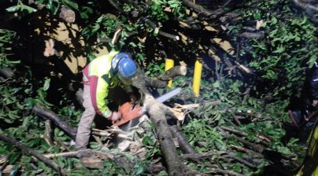 En Tonalá se reportó un árbol caído en las calles de Arroyo de Enmedio y Hacienda del Carmen, en la entrada de Hacienda Real. ESPECIAL