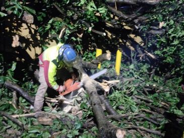 En Tonalá se reportó un árbol caído en las calles de Arroyo de Enmedio y Hacienda del Carmen, en la entrada de Hacienda Real. ESPECIAL