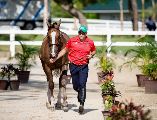 Será este lunes cuando el equipo mexicano de salto ecuestre inicie su actividad en pista luego de meses de preparación. CORTESÍA/ Óscar Mujica.