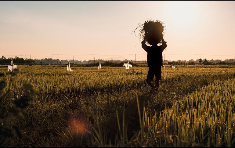 En ese sentido, el estudio subrayó que los trabajadores informales, rurales y quienes realizan actividades al aire libre figuran entre los grupos más expuestos a la pérdida de ingresos. Unsplash