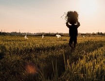En ese sentido, el estudio subrayó que los trabajadores informales, rurales y quienes realizan actividades al aire libre figuran entre los grupos más expuestos a la pérdida de ingresos. Unsplash