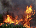 El impacto ambiental de estos incendios refleja una tendencia climática a largo plazo sumamente preocupante para Norteamérica. EFE/ARCHIVO