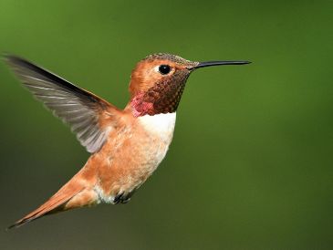 Descubre qué significa la visita de un colibrí en tu hogar durante agosto de 2026. ESPECIAL/PIXABAY