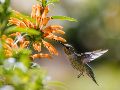 La visita de un colibrí en agosto de 2026 trae consigo un mensaje de vitalidad y éxito según el Feng Shui. Conoce cómo aprovechar esta energía positiva en tu hogar. Unsplash