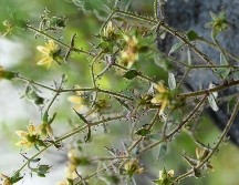 Darwin realizó múltiples experimentos: alimentó a las plantas con infusiones de carne cruda y soluciones de sales de amoníaco observando cuidadosamente sus reacciones. EFE / X. Zhang/Academia China de Ciencias