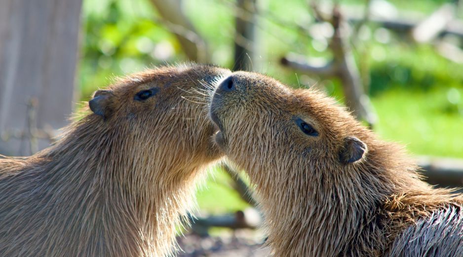 La visita sorpresa de los capibaras no causó daños al recinto, pero sí muchas sonrisas. ESPECIAL/PEXELS