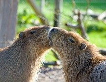La visita sorpresa de los capibaras no causó daños al recinto, pero sí muchas sonrisas. ESPECIAL/PEXELS