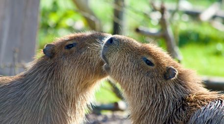 La visita sorpresa de los capibaras no causó daños al recinto, pero sí muchas sonrisas. ESPECIAL/PEXELS