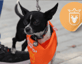 Vacunar a una mascota no solo mejora su calidad de vida, sino que también te permite disfrutar de su compañía por mucho más tiempo. ESPECIAL/ Facebook/ Protección Animal Zapopan/ Juan José Frangie