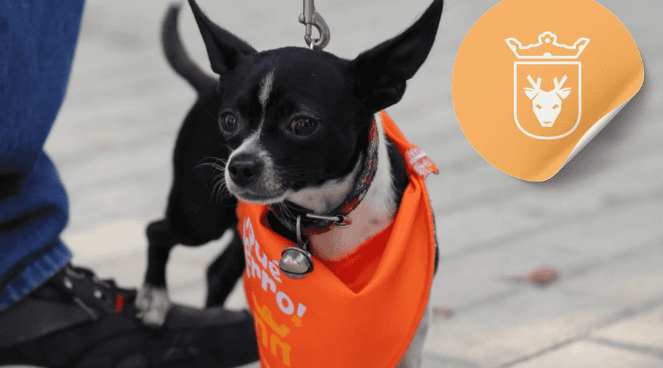 Vacunar a una mascota no solo mejora su calidad de vida, sino que también te permite disfrutar de su compañía por mucho más tiempo. ESPECIAL/ Facebook/ Protección Animal Zapopan/ Juan José Frangie