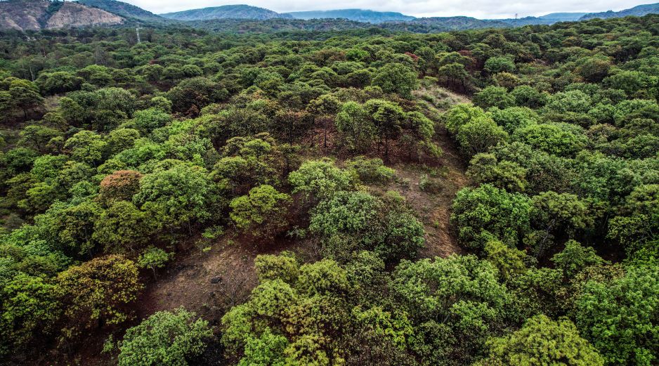 Lemus recordó que en Jalisco hay 37 Áreas Naturales Protegidas, entre ellas, el bosque La Primavera. EL INFORMADOR/ARCHIVO