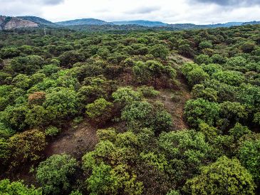 Lemus recordó que en Jalisco hay 37 Áreas Naturales Protegidas, entre ellas, el bosque La Primavera. EL INFORMADOR/ARCHIVO