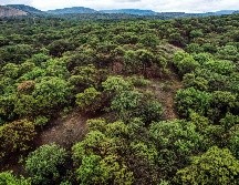 Lemus recordó que en Jalisco hay 37 Áreas Naturales Protegidas, entre ellas, el Bosque La Primavera. EL INFORMADOR/ARCHIVO