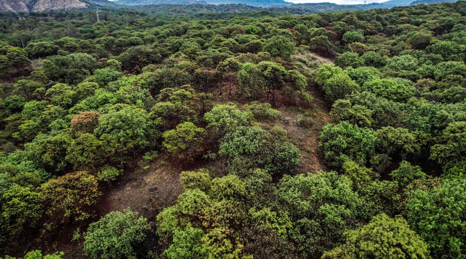 Lemus recordó que en Jalisco hay 37 Áreas Naturales Protegidas, entre ellas, el bosque La Primavera. EL INFORMADOR/ARCHIVO