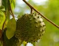 La pulpa cremosa de la fruta destaca por aportar fibra dietética, vitamina C, potasio y magnesio. UNSPLASH / J. JAMEISON