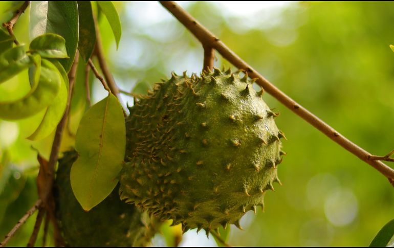 La pulpa cremosa de la fruta destaca por aportar fibra dietética, vitamina C, potasio y magnesio. UNSPLASH / J. JAMEISON