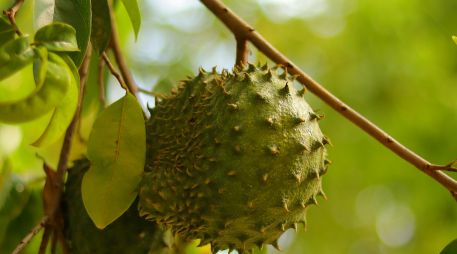 La pulpa cremosa de la fruta destaca por aportar fibra dietética, vitamina C, potasio y magnesio. UNSPLASH / J. JAMEISON