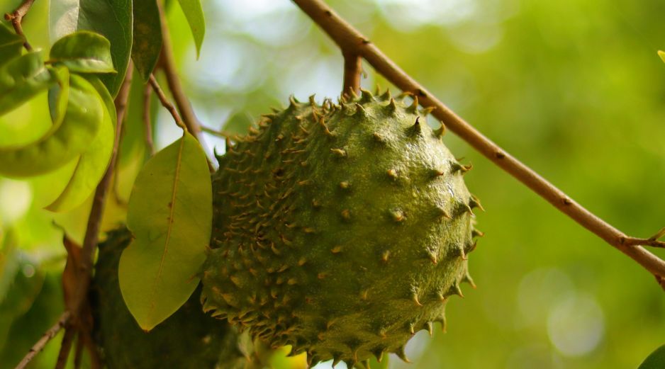 La pulpa cremosa de la fruta destaca por aportar fibra dietética, vitamina C, potasio y magnesio. UNSPLASH / J. JAMEISON