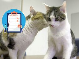 Toma estas recomendaciones y manten una convivencia sana con tus masctoas. AP / ARCHIVO