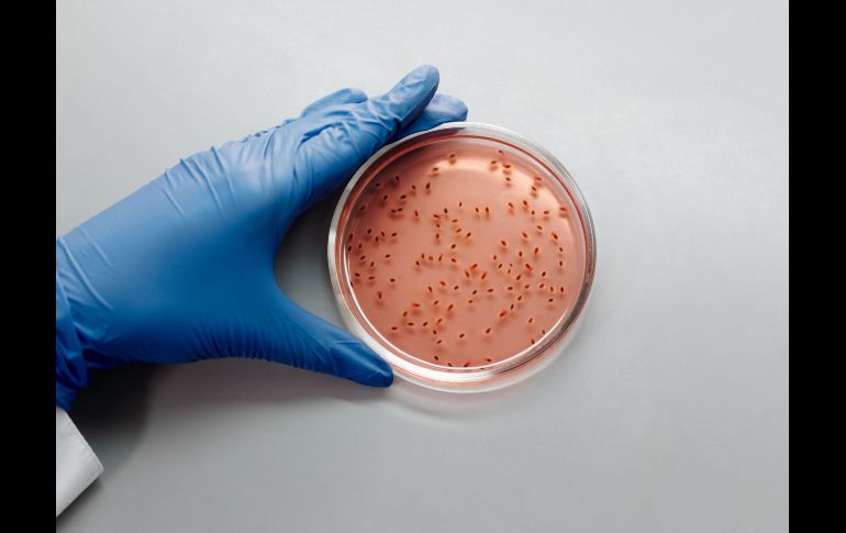 La cyclospora es un parásito microscópico que comúnmente causa diarrea y cuyos brotes ocurren a finales de la primavera y durante el verano. ESPECIAL/PEXELS