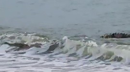 Cocodrilo sorprende a turistas en playa de Puerto Vallarta
