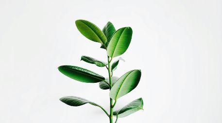 Detectar la causa del color amarillo de las hojas de las plantas es clave para devolverle su vitalidad. UNSPLASH / I. SON