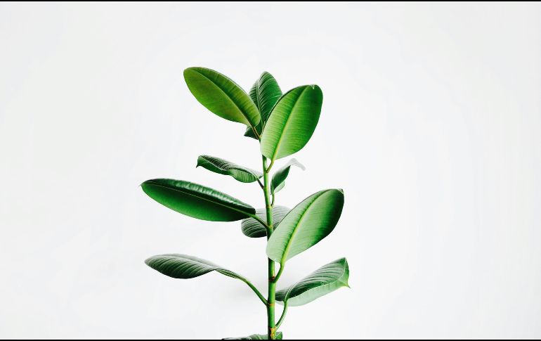 Detectar la causa del color amarillo de las hojas de las plantas es clave para devolverle su vitalidad. UNSPLASH / I. SON