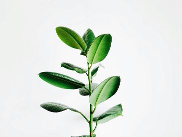 Detectar la causa del color amarillo de las hojas de las plantas es clave para devolverle su vitalidad. UNSPLASH / I. SON