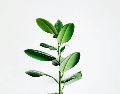 Detectar la causa del color amarillo de las hojas de las plantas es clave para devolverle su vitalidad. UNSPLASH / I. SON