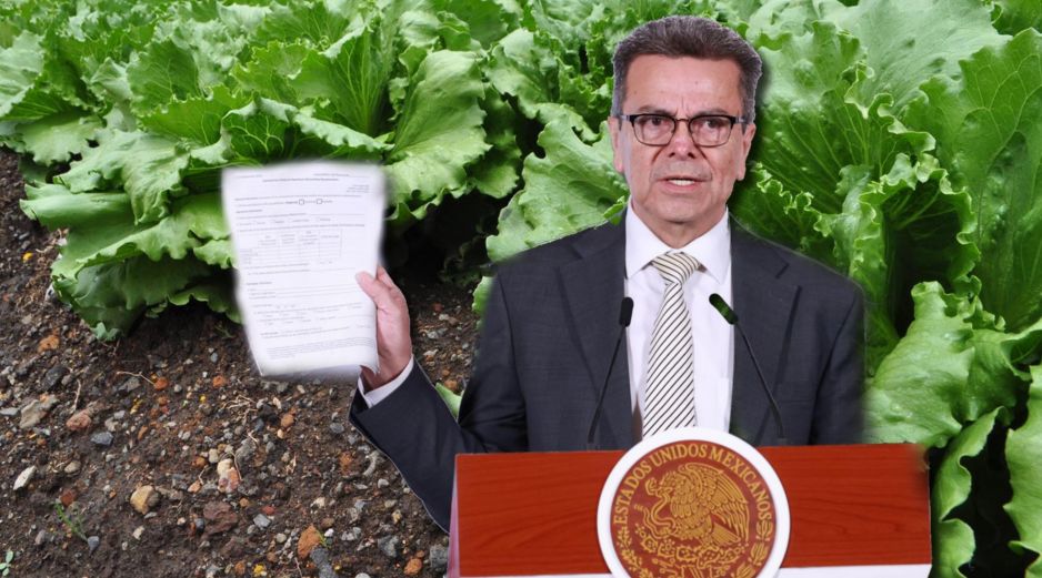 Las investigaciones se llevaron a cabo luego de que la FDA rastreó la cadena de distribución de la lechuga hasta una planta de Taylor Farms en Guanajuato y notificó a México de la posible asociación. NTX / ARCHIVO / EFE / Mario Guzmán