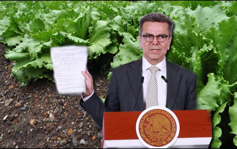 Las investigaciones se llevaron a cabo luego de que la FDA rastreó la cadena de distribución de la lechuga hasta una planta de Taylor Farms en Guanajuato y notificó a México de la posible asociación. NTX / ARCHIVO / EFE / Mario Guzmán