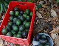 Jalisco es el segundo lugar nacional de la producción de aguacate, por debajo de Michoacán. ESPECIAL