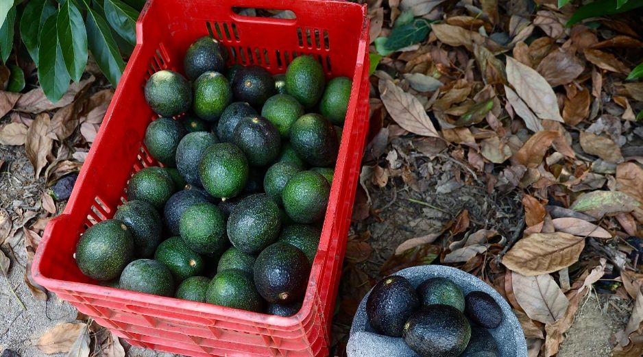 Jalisco es el segundo lugar nacional de la producción de aguacate, por debajo de Michoacán. ESPECIAL