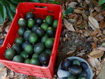 Jalisco es el segundo lugar nacional de la producción de aguacate, por debajo de Michoacán. ESPECIAL