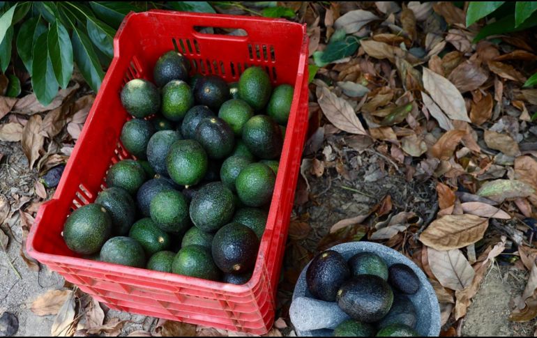 Jalisco es el segundo lugar nacional de la producción de aguacate, por debajo de Michoacán. ESPECIAL