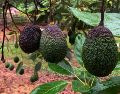 Productores de aguacate de Michoacán suspendieron el corte de la fruta tras el anuncio de EU. SUN/C. Arrieta