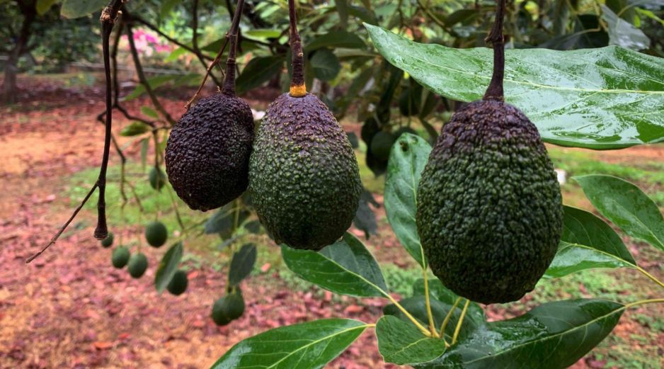 Productores de aguacate de Michoacán suspendieron el corte de la fruta tras el anuncio de EU. SUN/C. Arrieta