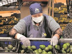 Productores y autoridades confían en que pronto se reactive la exportación del aguacate. AFP