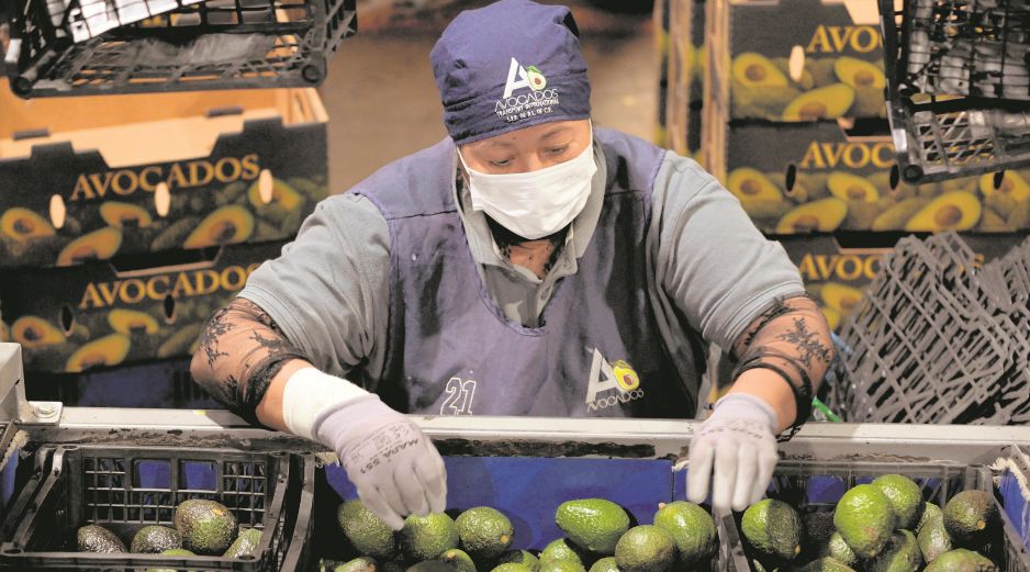 Productores y autoridades confían en que pronto se reactive la exportación del aguacate. AFP