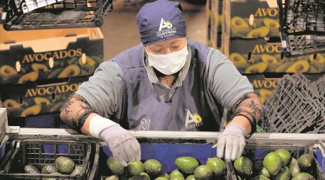 Productores y autoridades confían en que pronto se reactive la exportación del aguacate. AFP