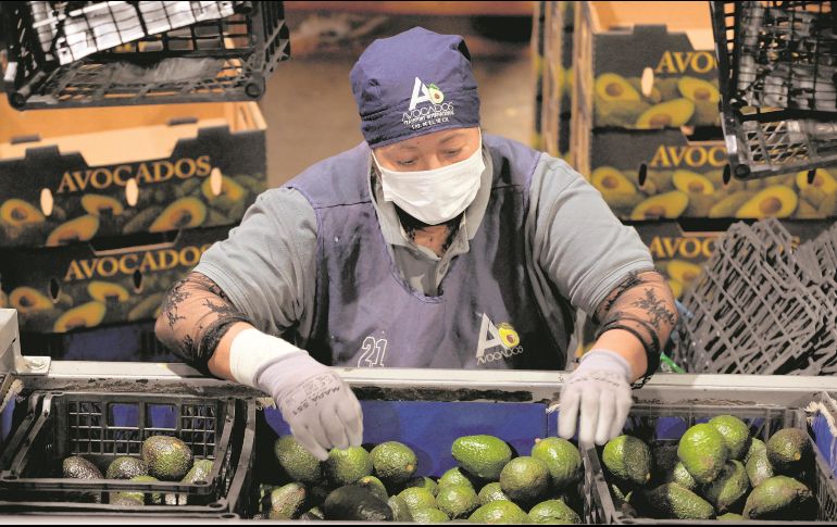 Productores y autoridades confían en que pronto se reactive la exportación del aguacate. AFP