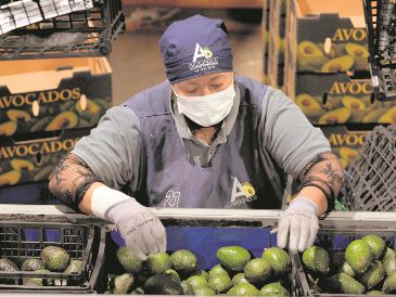 Productores y autoridades confían en que pronto se reactive la exportación del aguacate. AFP