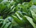 El colágeno es una proteína fibrosa esencial en nuestro cuerpo, la cual puede llegar mediante la ingesta de alimentos como la espinaca. ESPECIAL / CANVA