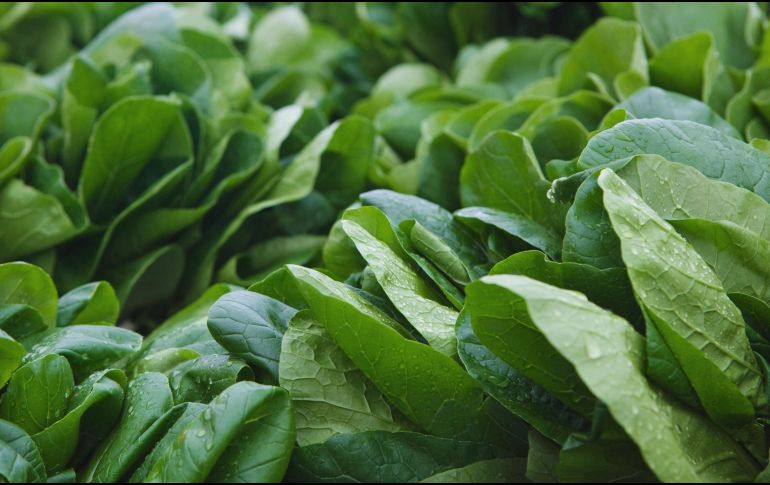 El colágeno es una proteína fibrosa esencial en nuestro cuerpo, la cual puede llegar mediante la ingesta de alimentos como la espinaca. ESPECIAL / CANVA